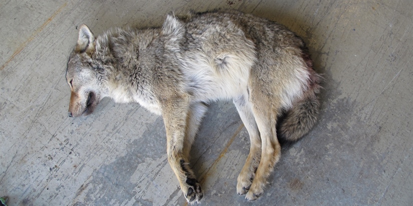 Død ulv i Kåfjord var genetisk viktig